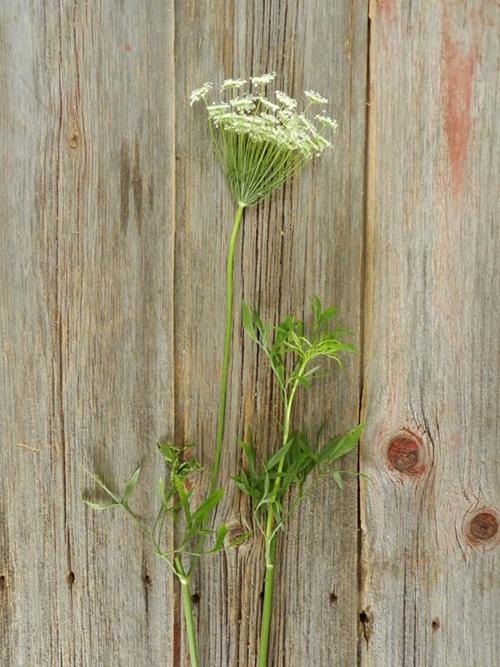 WHITE QUEEN ANNES LACE